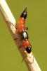 Paederus sp.